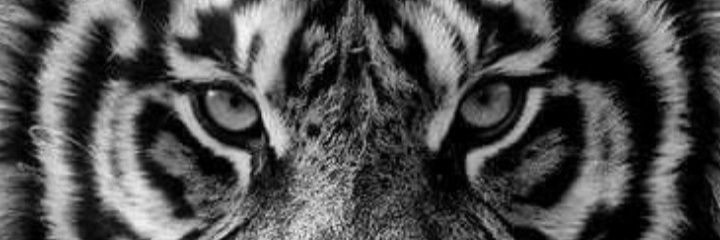 ck_rr's profile banner image