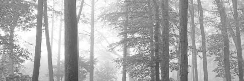 thewitchbitchny's profile banner image