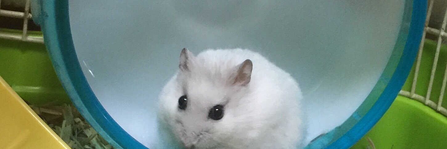 babicerda's profile banner image