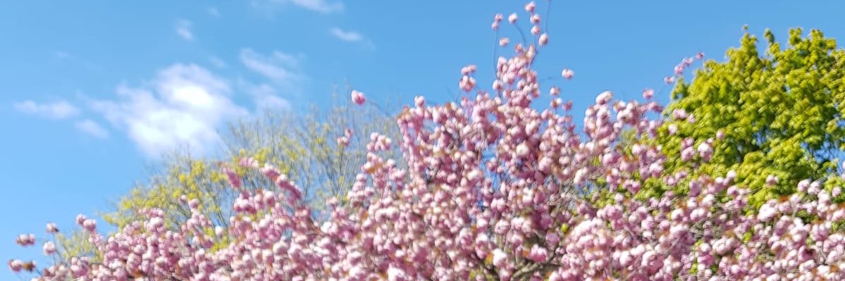 MillieeHawes's profile banner image