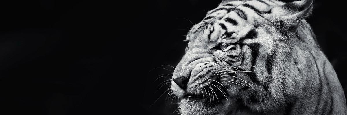 Be__Miz's profile banner image