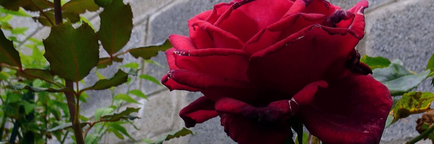 ItsSonya__'s profile banner image