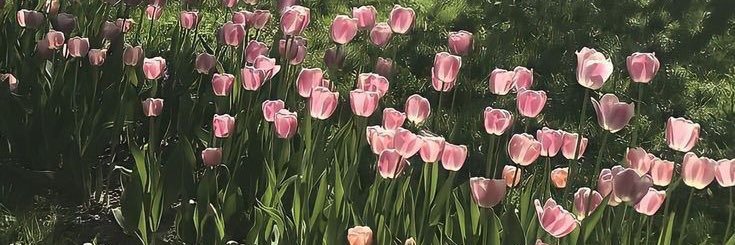 annaperezr's profile banner image