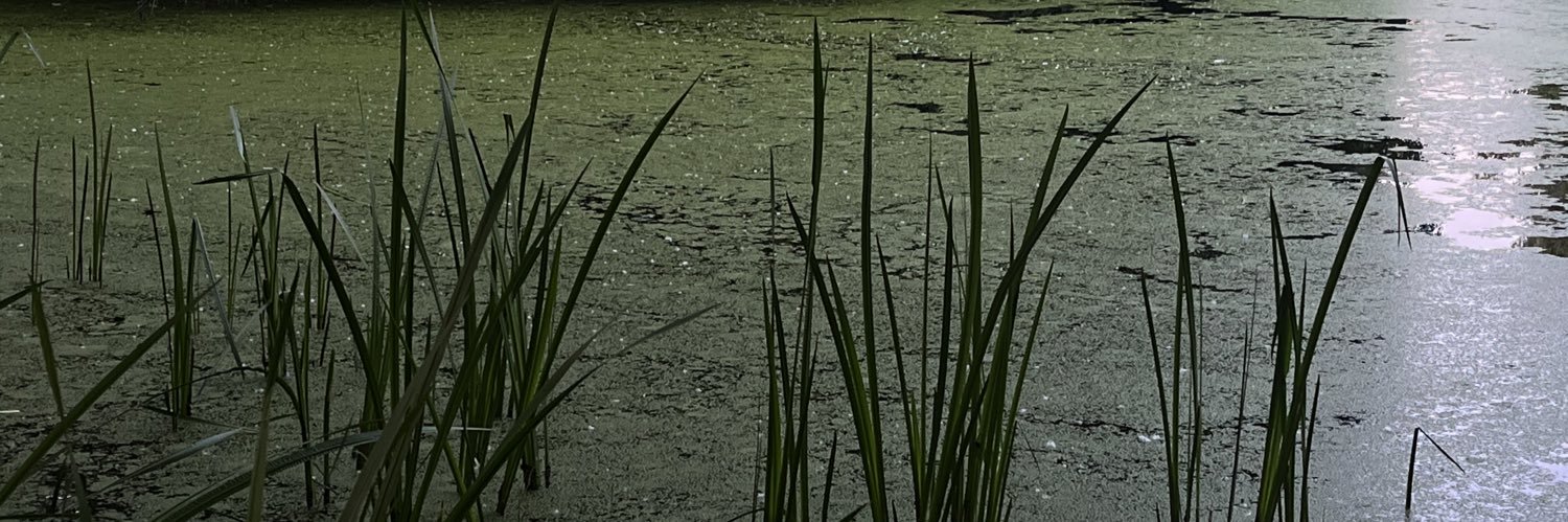 anusmaus's profile banner image