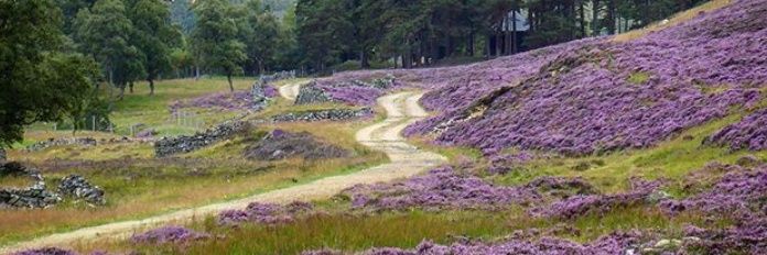 ((( pleb with a rant ))) lefty. #GTTO banner