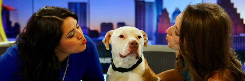 atxadoptables's profile banner image