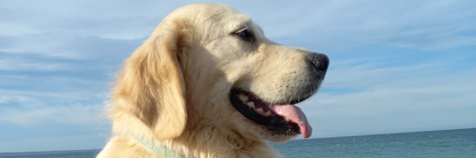 Antooo_Navarro's profile banner image