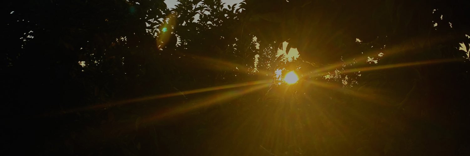 tanmontes's profile banner image