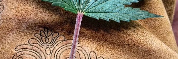 Zimbobalboa Profile Banner