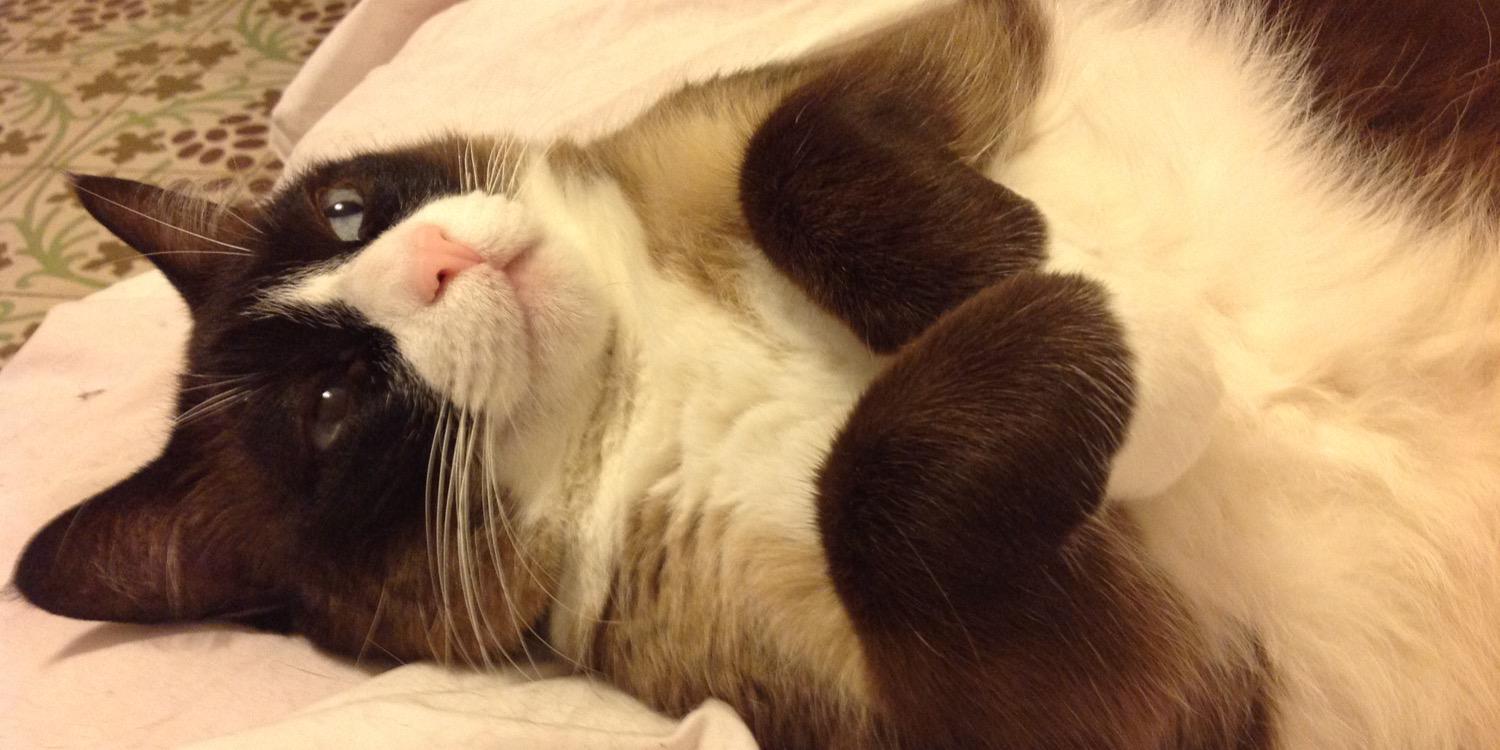 ᴇʀɴᴇsᴛᴏ banner