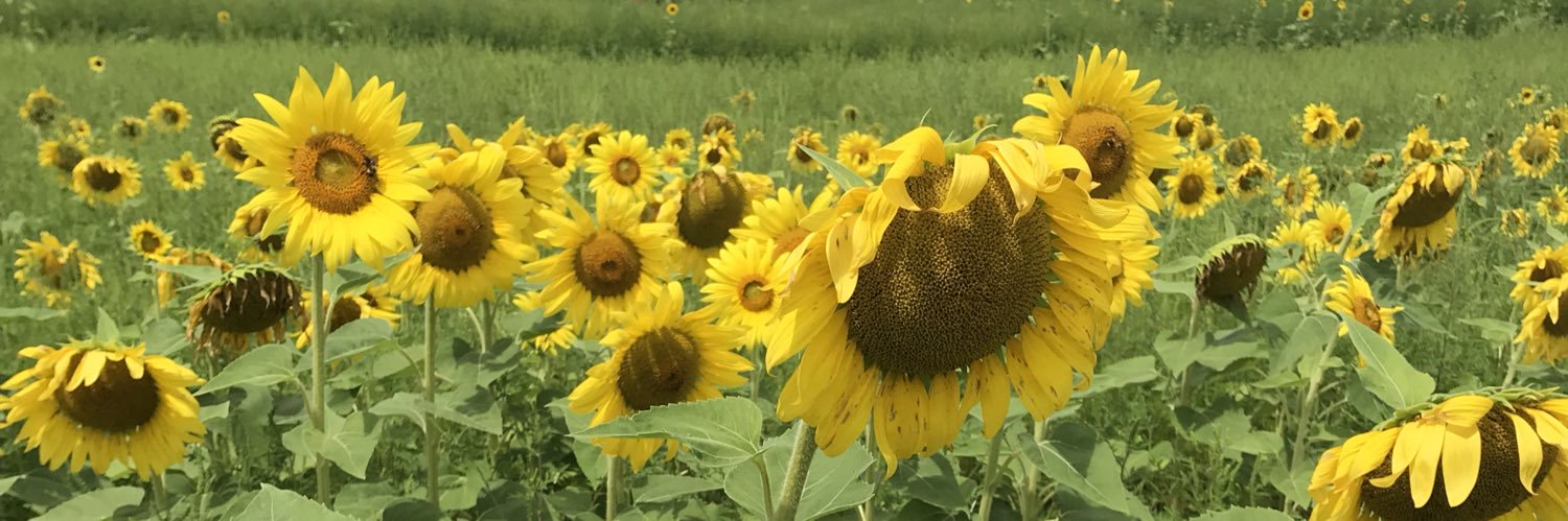 Jilly_beeean's profile banner image