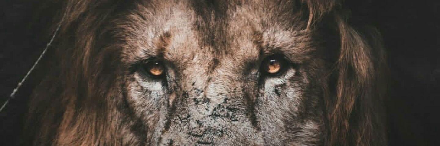Tizkiya's profile banner image