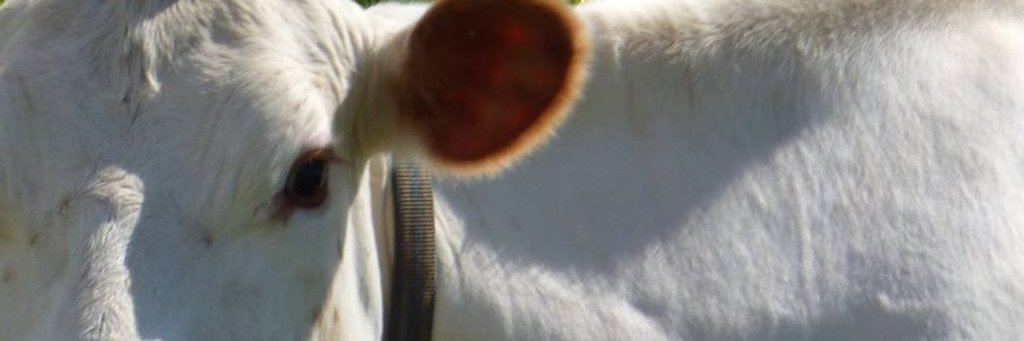 Fidlungur's profile banner image