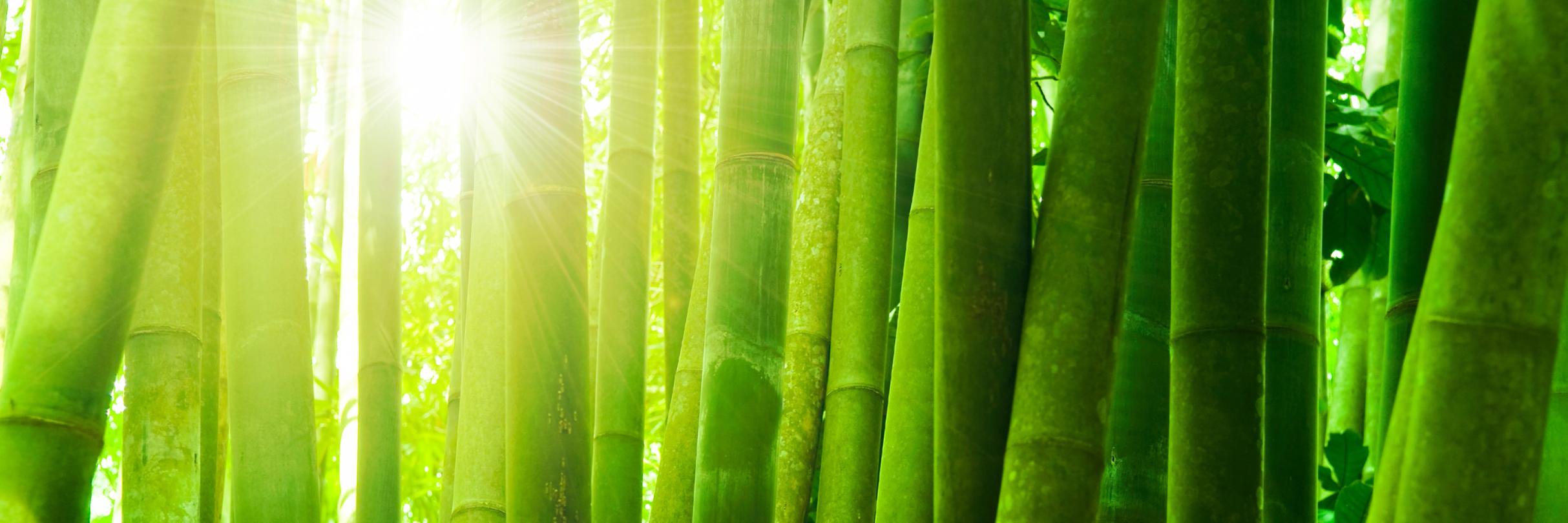 BosoBamboo's profile banner image