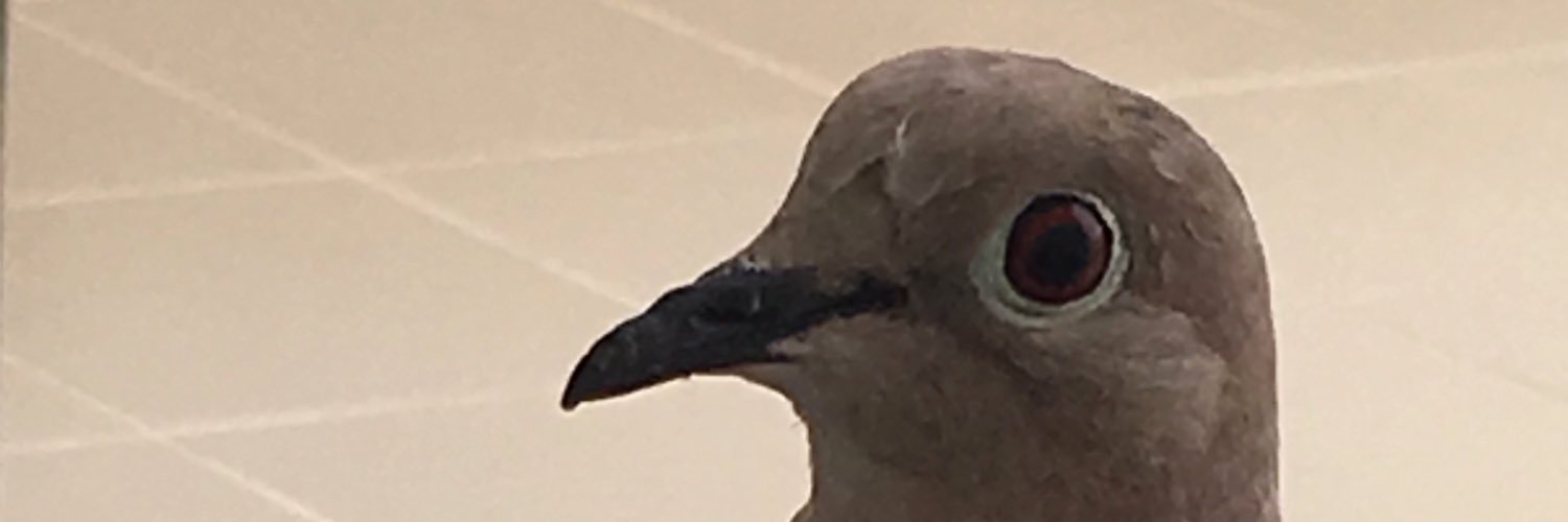 enodio_'s profile banner image