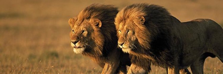 Isaac Smith❗️ banner