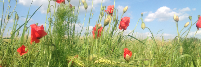 MinimaMuse's profile banner image