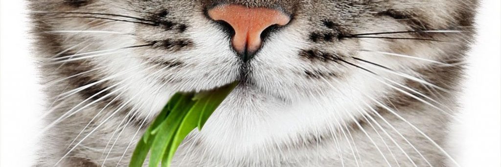 Pet Greens banner