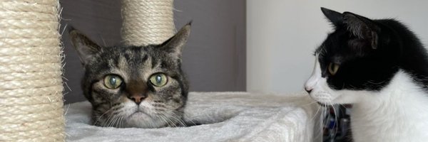 UichiSch Profile Banner