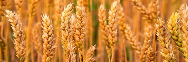 SeedWorldEU Profile Banner