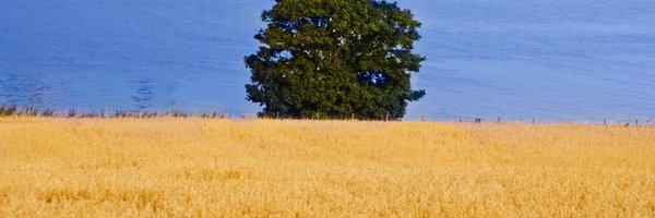 widdowquinn Profile Banner