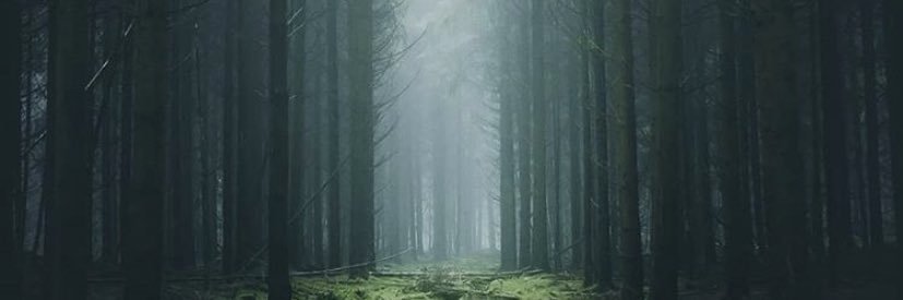 Lucas Cherocci banner