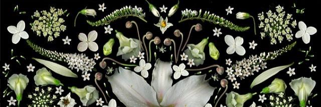 suz_generis's profile banner image