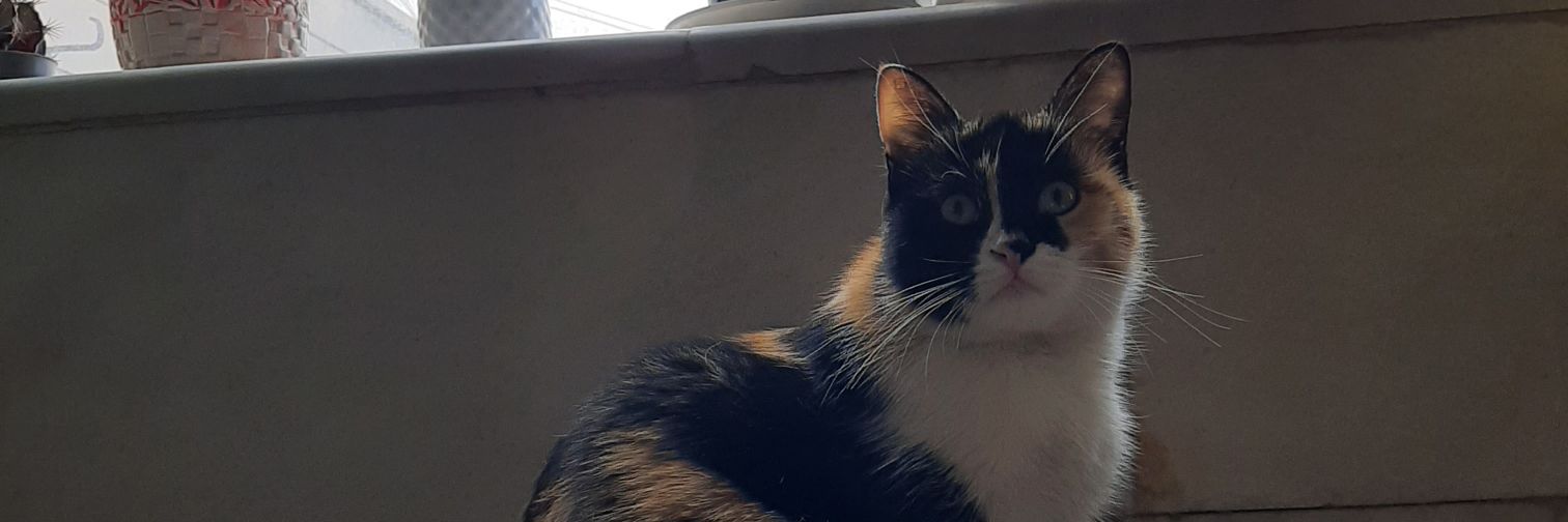 MSirouss's profile banner image