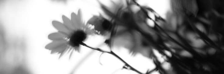 Kaditoela's profile banner image