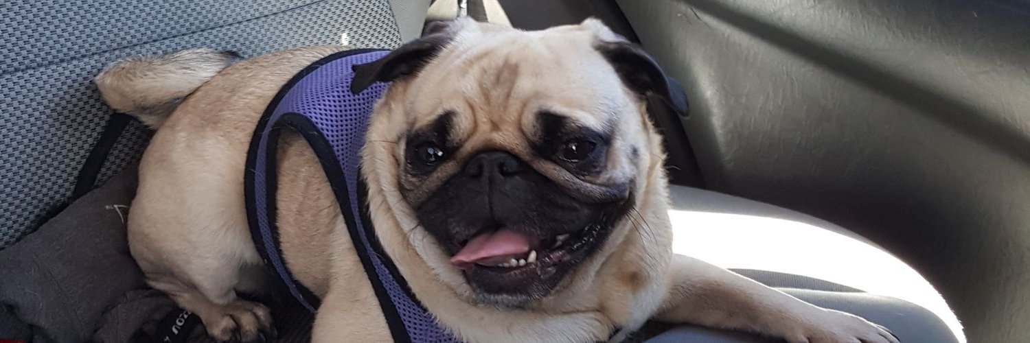 PollyThePug01's profile banner image