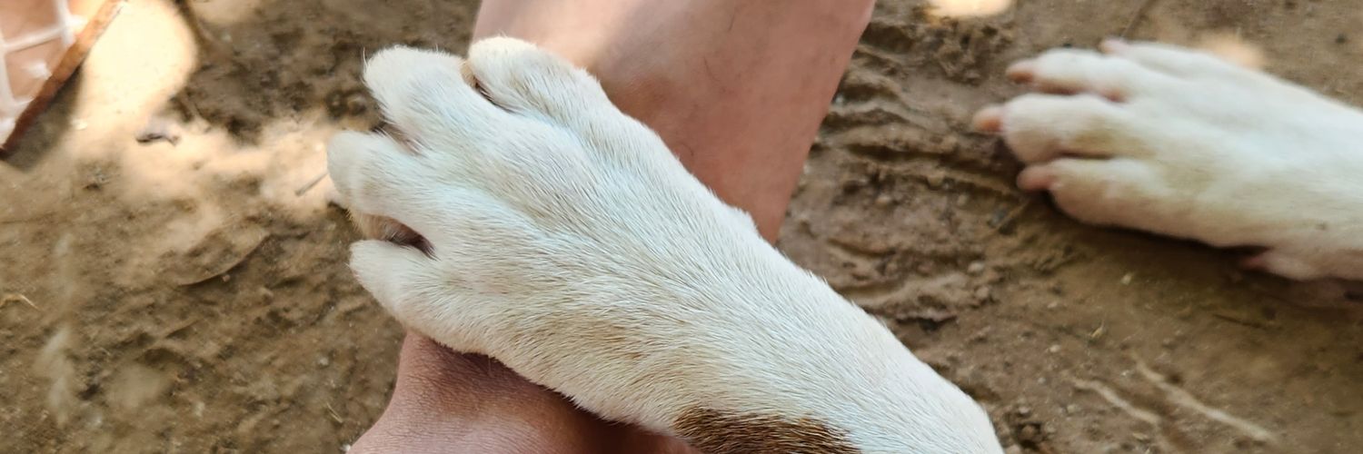 Licho Baulies banner