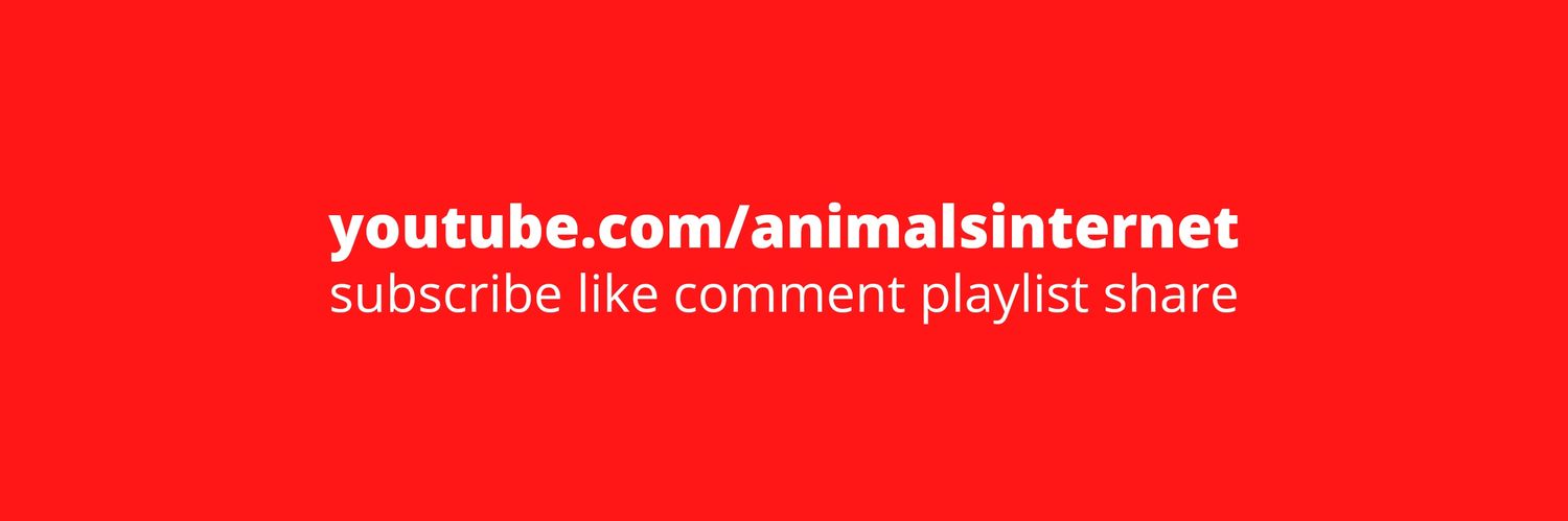 animalsinternet's profile banner image