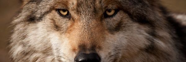 DemsDDL's profile banner image