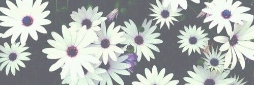 Munekitawhoelse's profile banner image