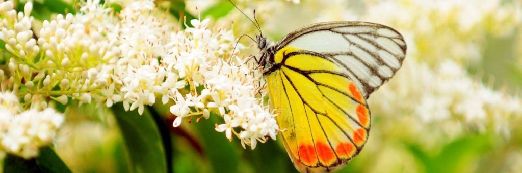 Kimberly Stillwell banner