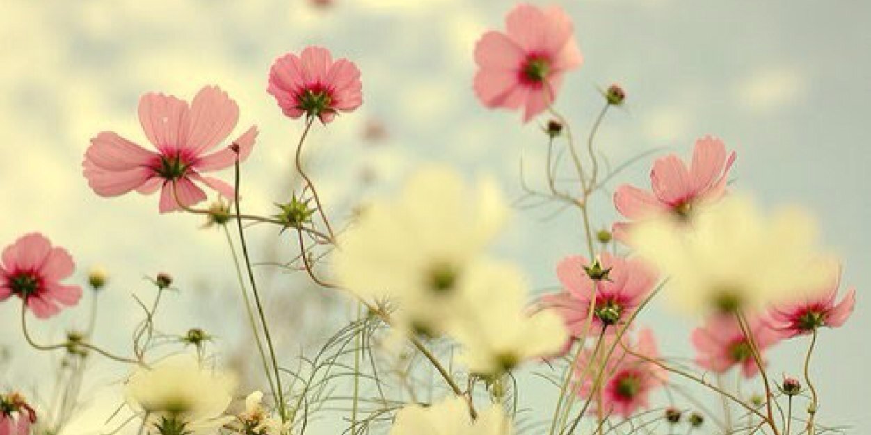 lorecaraballo4's profile banner image