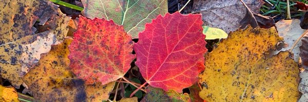 LHako Profile Banner