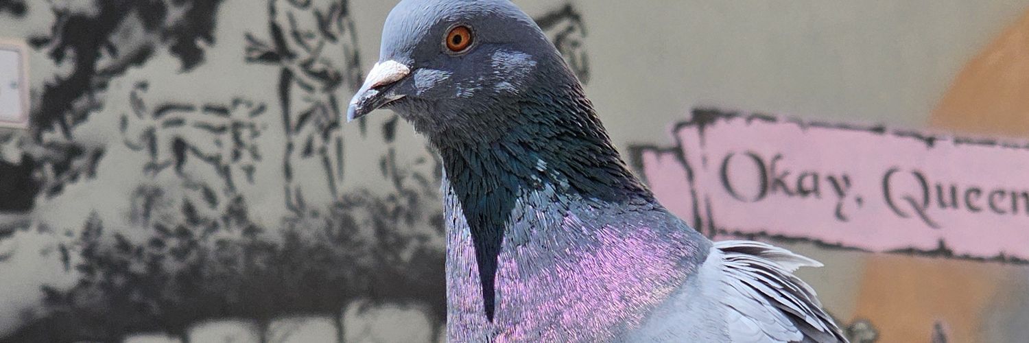 MNBlackbird's profile banner image