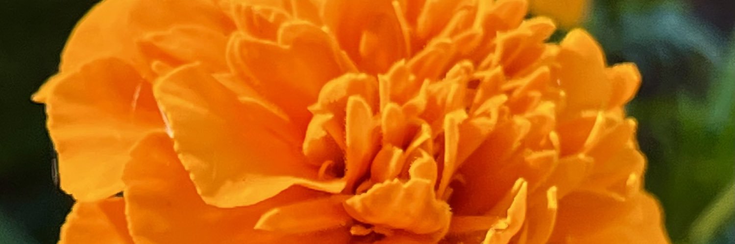 ynumatti's profile banner image