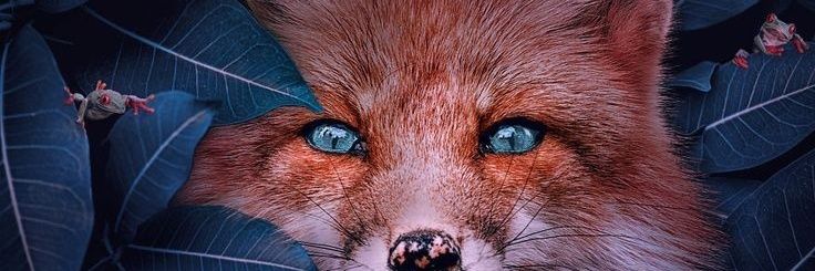 AnimorZen's profile banner image