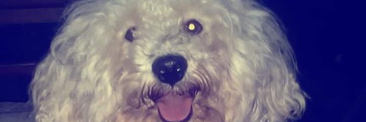 noelia2603's profile banner image