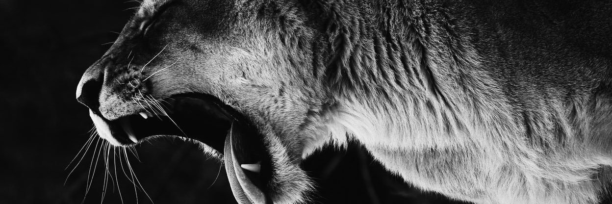 Patiniott_MT's profile banner image