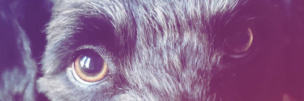 joacocerrutti's profile banner image