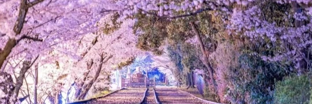 florrisah's profile banner image