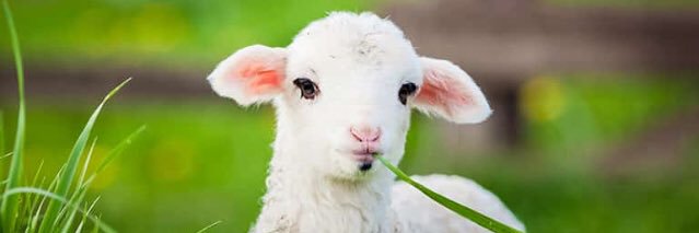 RUKIZANGABO SHAMI Al banner