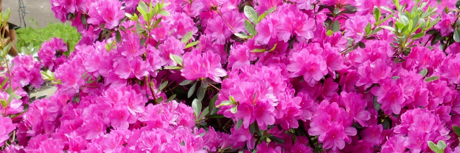 🌺Lee Terry🌺 banner