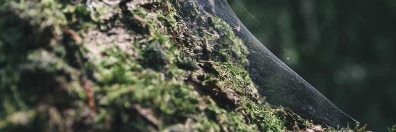ylselariahay's profile banner image
