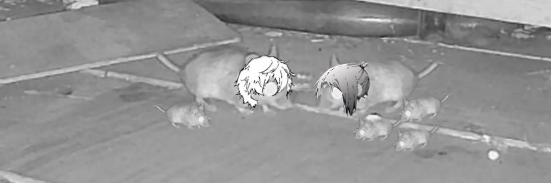 breedafool's profile banner image