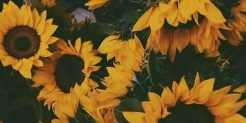 alegarnicav's profile banner image