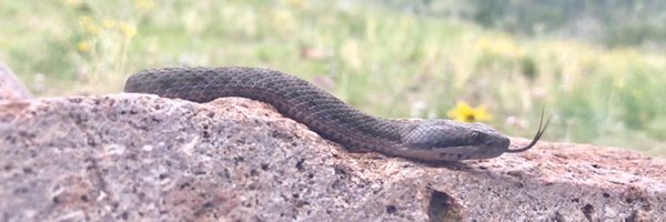 ReptileRhett Profile Banner